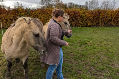 Pferdegestütztes Coaching